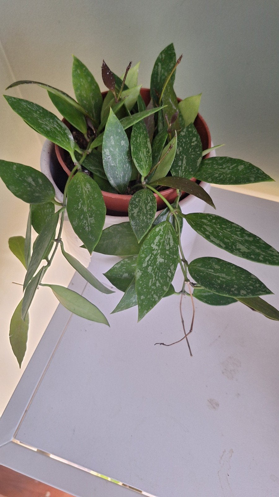 Hoya Krohniana Silver - Prachtige hangplant, Huis en Inrichting, Overige soorten, In pot, Minder dan 100 cm, Groene kamerplant