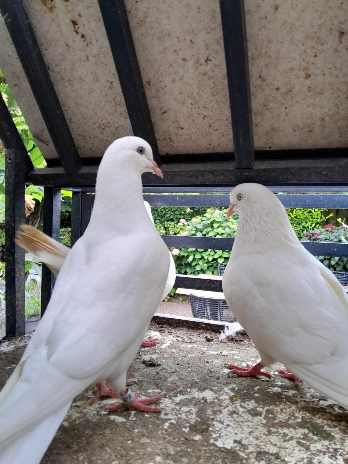 Hagenaars van het vliegtype, Dieren en Toebehoren, Vogels | Duiven, Meerdere dieren, Postduif