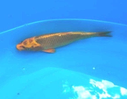Japanse karashigoi koi karper 22cm, Dieren en Toebehoren, Karper of Koi