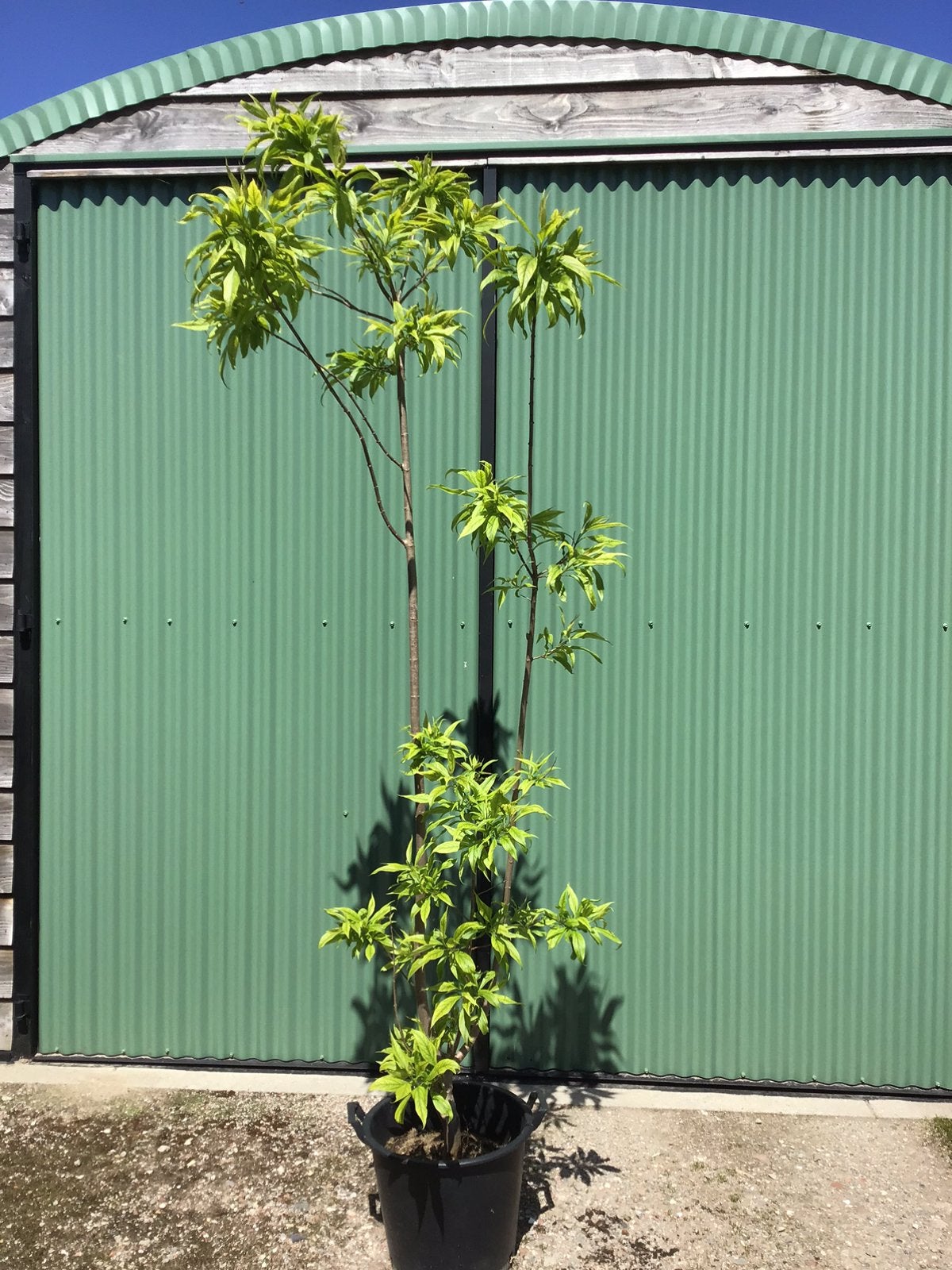 Chitalpa tashkentensis ‘summer bells’ 225 cm Meerstammig, Tuin en Terras, Ophalen, Nieuw, Rond, Hout