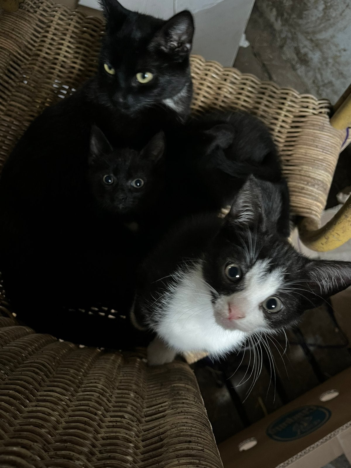 Twee leuke speelse  boerderijkittens, Meerdere dieren, 0 tot 2 jaar