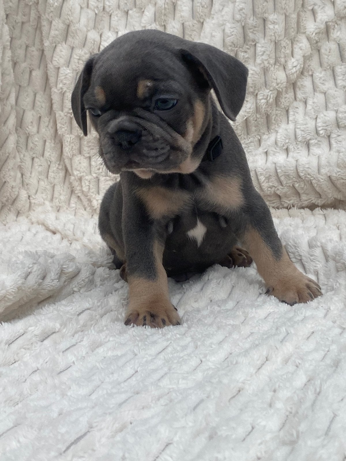 Franse bulldog, Dieren en Toebehoren, CDV (hondenziekte), 8 tot 15 weken, Bulldog, Meerdere