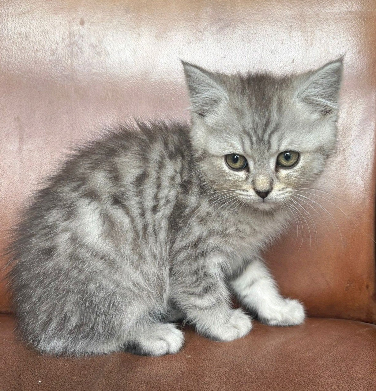 Lieve Britse korthaar kittens, Dieren en Toebehoren, Meerdere dieren, Ontwormd, 0 tot 2 jaar