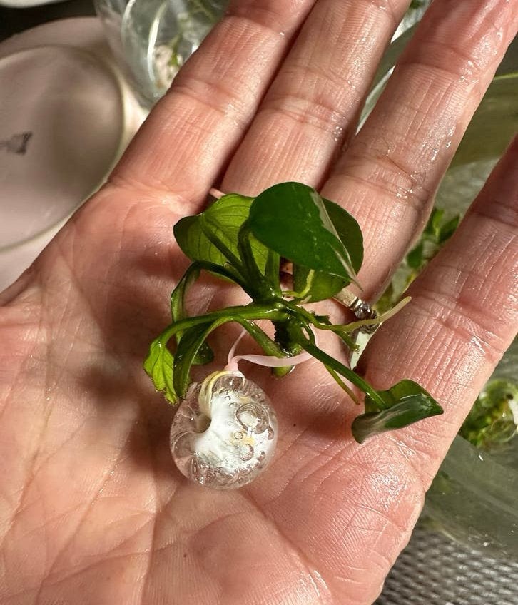 Anubia sterke aquarium plantjes!, Vis