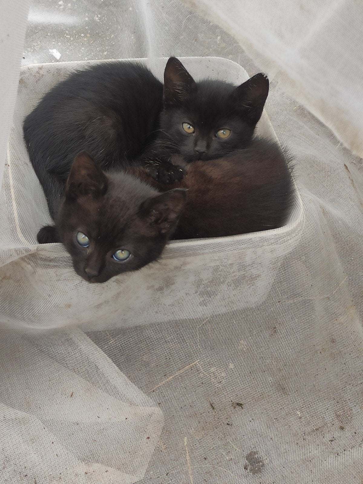 Geboren op Koningsdag zwarte kittens moeder 50 % korthaar, Poes