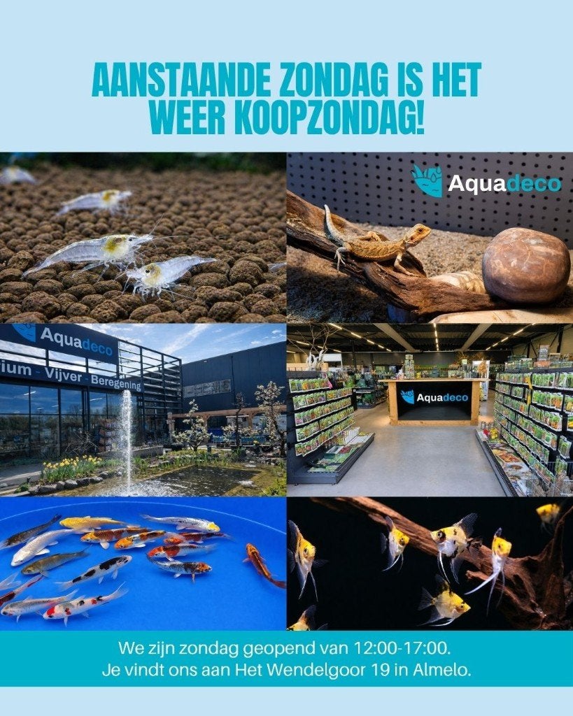 Koopzondag 31 mei, Vis, Zoetwatervis