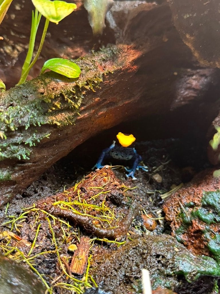 compleet paludarium te koop inclusief 2 kikkers, Dieren en Toebehoren, Reptielen en Amfibieën, Amfibie, 0 tot 2 jaar
