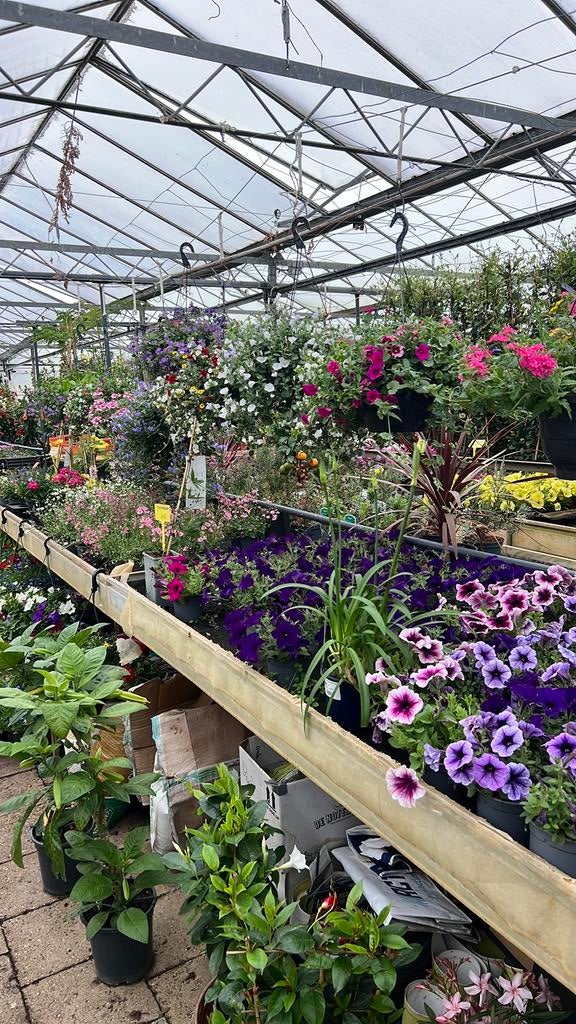 Prachtige hangplanten en Passieflora enzenz, Ophalen, Overige soorten, Volle zon