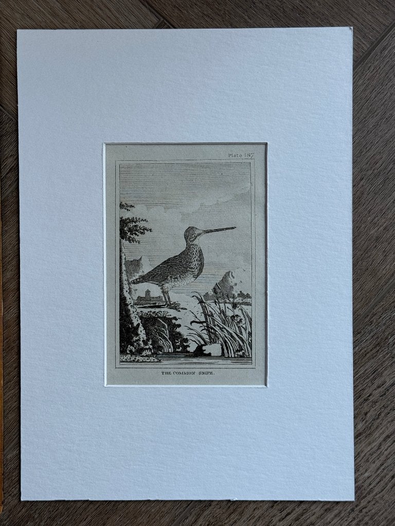 1812 -Watersnip / Common Snipe P0827-04, Ophalen of Verzenden, Ets, 1800 - 1899