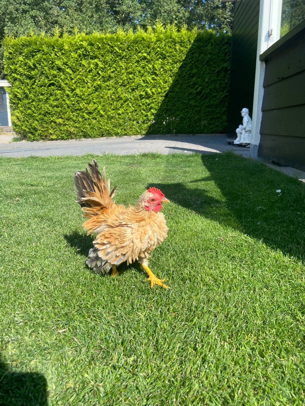 Jonge serama haan 14 weken oud 320 gram!, Mannelijk, Kip