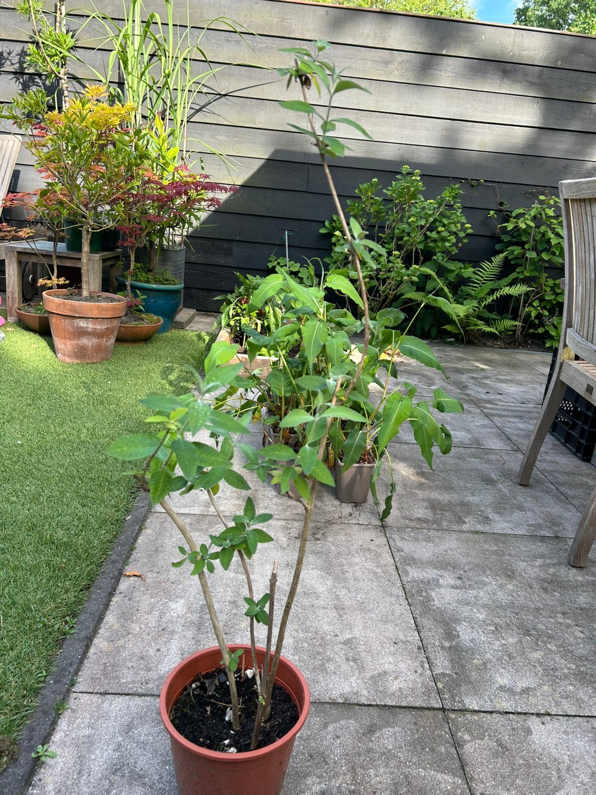Planten - tuin - Vlinderstruik en persicaria, Ophalen, Vaste plant, Overige soorten, Volle zon