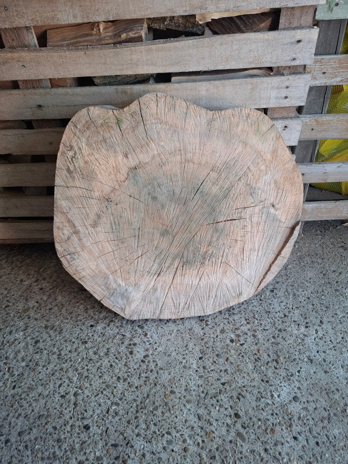 Mooie houten schijf van beukenhout, Ophalen, 50 tot 100 cm, Rond, Nieuw