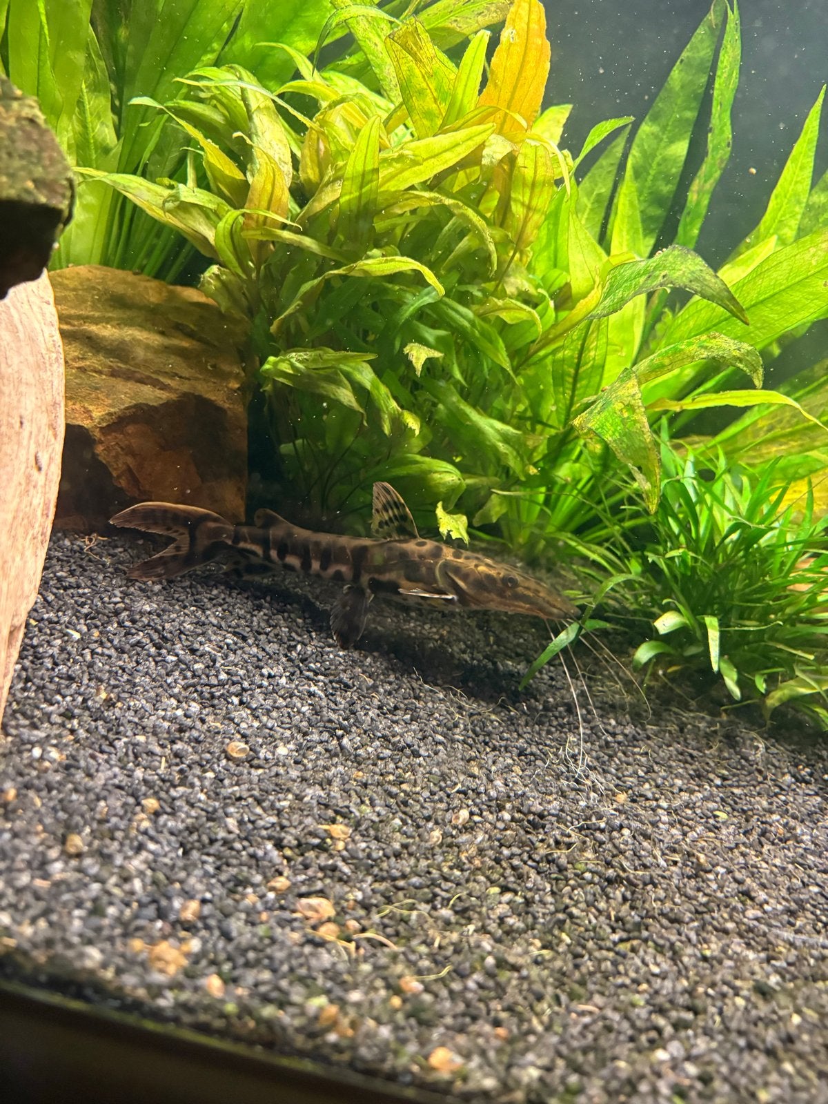 Tiger shovelnose catfish