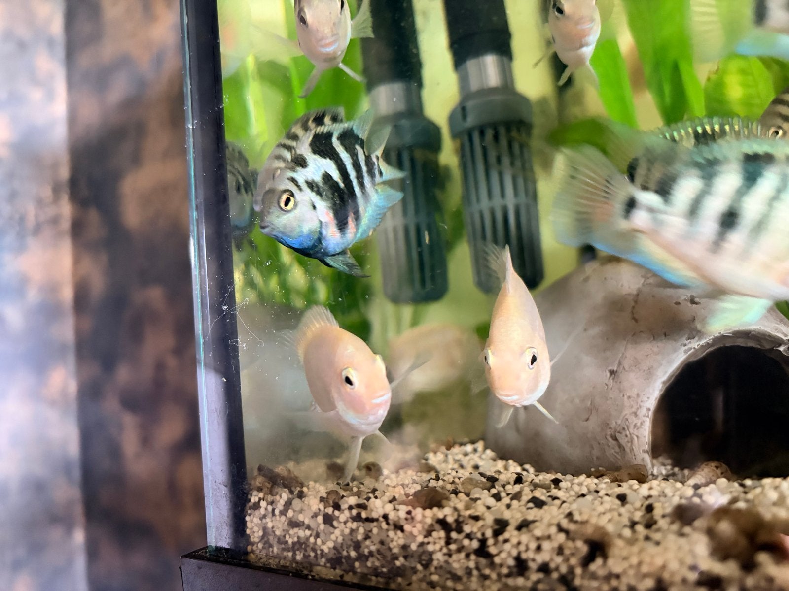 Hele mooi Zebra cichliden en de witte cichliden, Dieren en Toebehoren, Vis, Zoetwatervis, Schoolvis