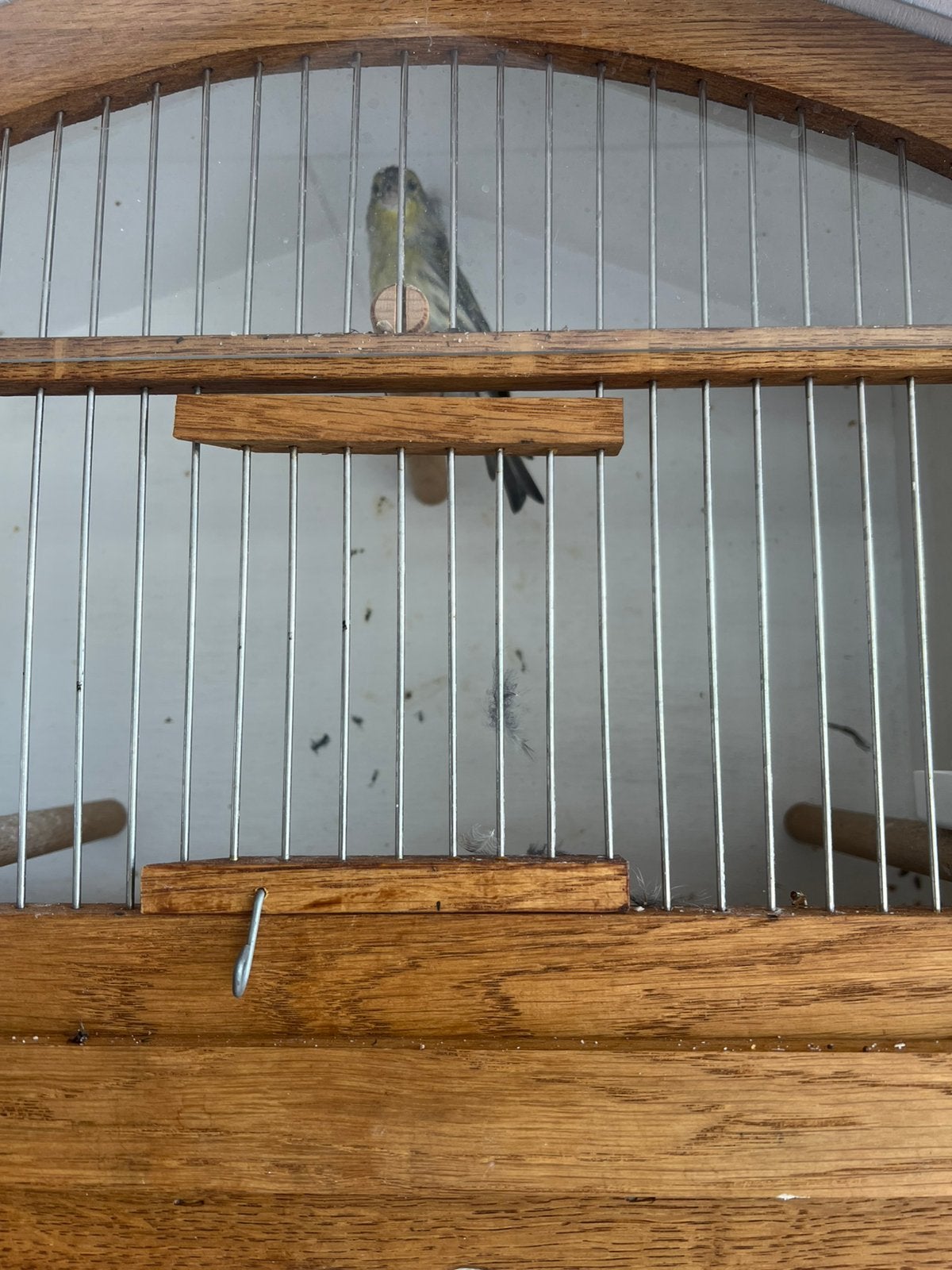 Putters vogels, Ophalen of Verzenden, Zo goed als nieuw