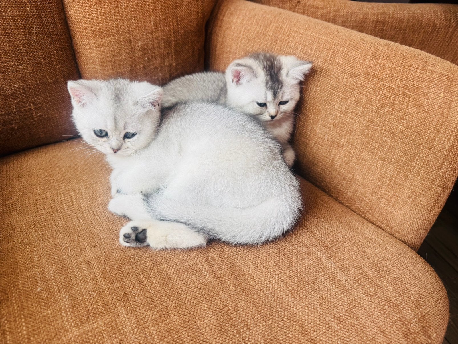 Britse korthaar kittens nog 2 beschikbaar, Dieren en Toebehoren, Katten en Kittens | Raskatten | Korthaar, Meerdere dieren, Gechipt