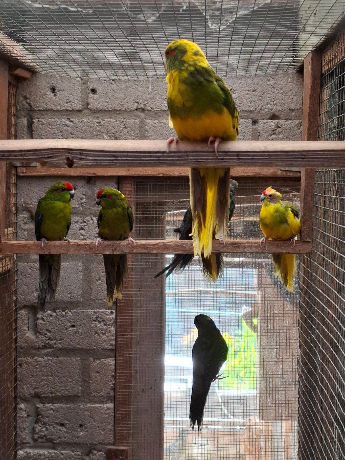 kakarikie, Meerdere dieren, Parkiet