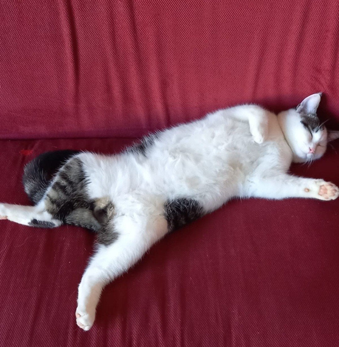 Lieve gecastreerde kater, Kater, 3 tot 5 jaar