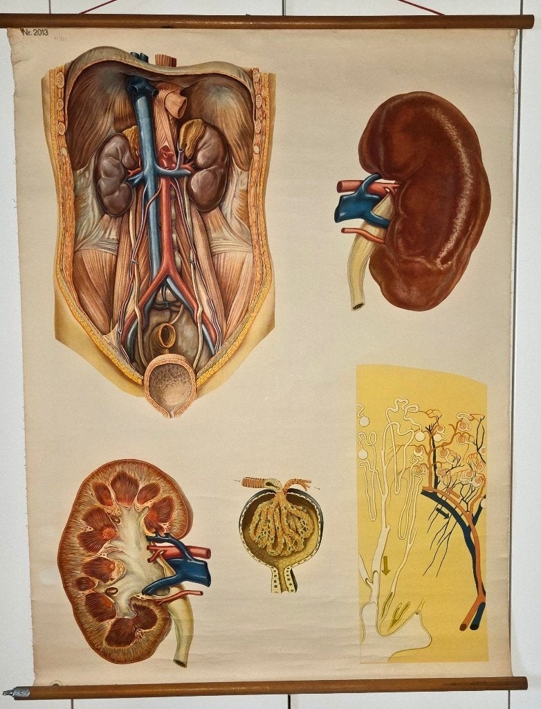 Vintage oude  Anatomische Schoolplaat: Nieren en Urinewegen, Antiek en Kunst, Ophalen of Verzenden, Natuur en Biologie