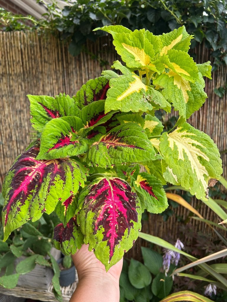 Coleus 2 soorten 🪴, Overige soorten, In pot, Minder dan 100 cm, Bloeiende kamerplant