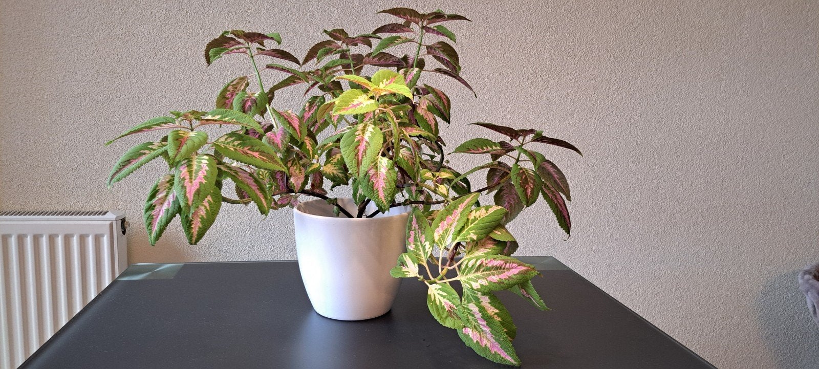 Prachtige Coleus (siernetel) plant met vanille, roze, paarse, Bloeiende kamerplant, Ophalen, Halfschaduw, Minder dan 100 cm