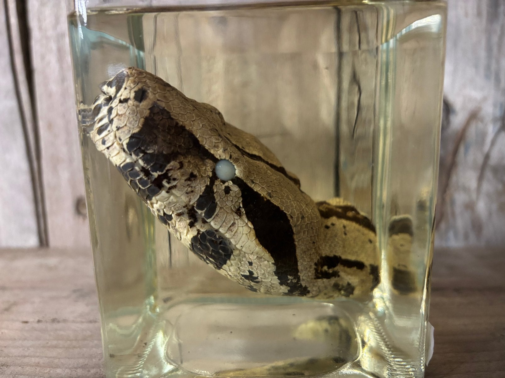 Sterkwater preparaat: Boa constrictor (kop), Ophalen, Nieuw, Overige soorten, Opgezet dier