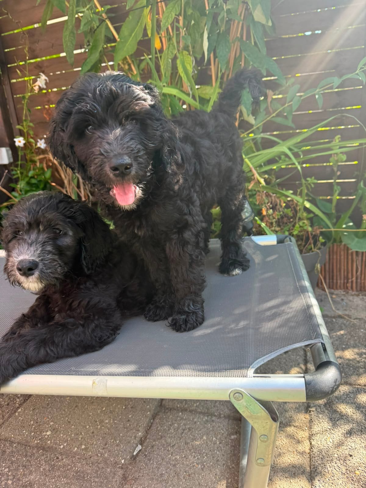 mooie labradoodle puppys klaar om te verhuizen, Dieren en Toebehoren, 8 tot 15 weken, Meerdere, Meerdere dieren, Middel