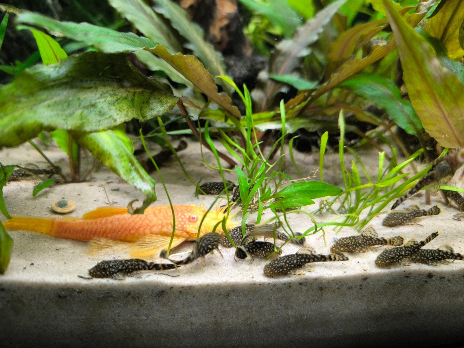 Ancistrus borstelneus algeneter, Dieren en Toebehoren, Vis, Zoetwatervis, Schoolvis