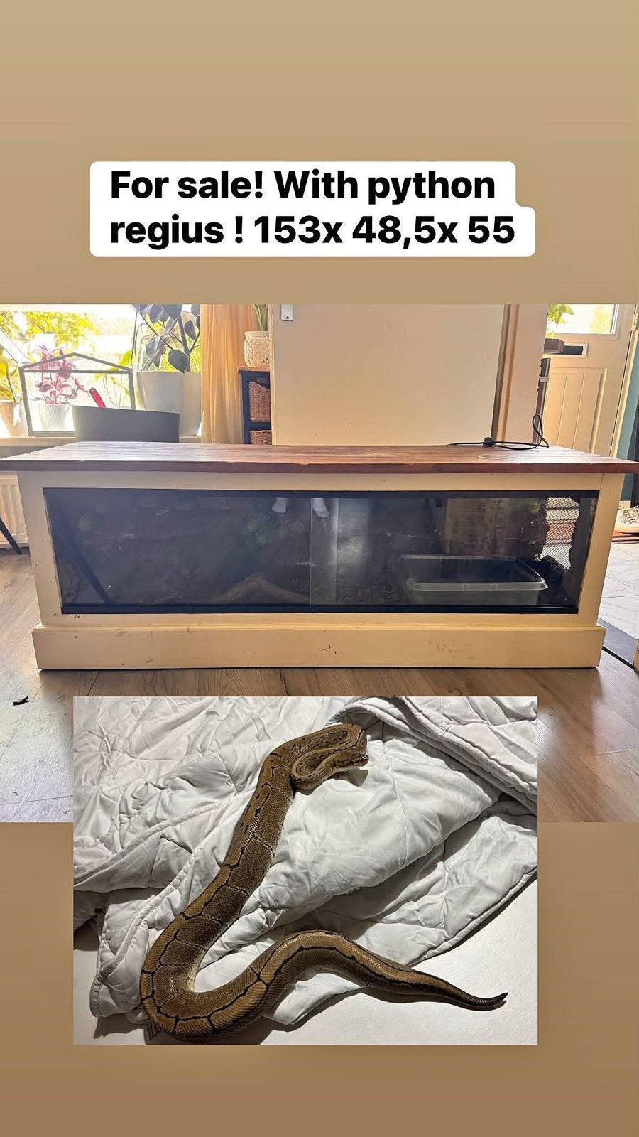 Terrarium met python regius ( female), Dieren en Toebehoren, Ophalen of Verzenden, Zo goed als nieuw, Terrarium of Paludarium