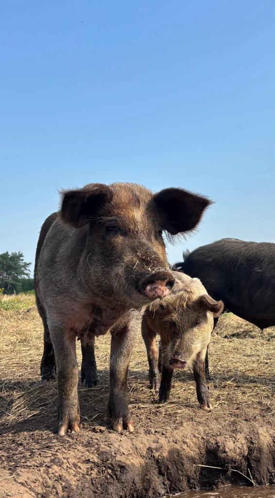 Husumer zeug, Dieren en Toebehoren, Vrouwelijk, Varken, 0 tot 2 jaar