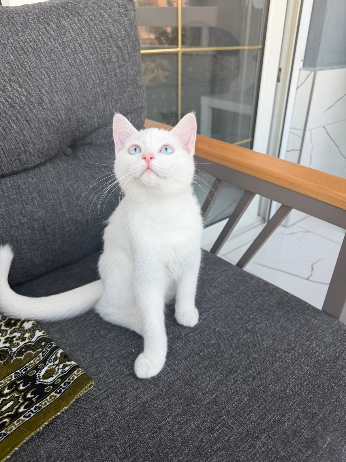TE KOOP 4 SİAMEES X BRITSEKORTHAAR KİTTENS, Dieren en Toebehoren, Kater, Gechipt, 0 tot 2 jaar