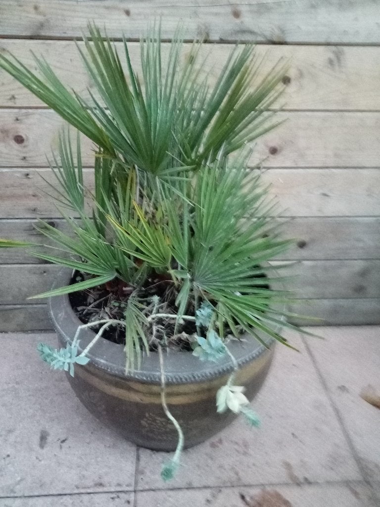 DWERGPALM CHAMAEROPS HUMILIS IN GROTE SIERPOT, Ophalen, Vaste plant, Overige soorten, Volle zon
