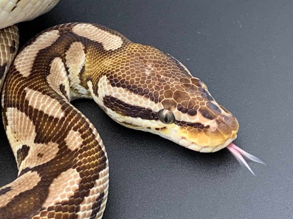 1.0 pastel special het pied python regius Ball Python - male for sale from DemonSnakes