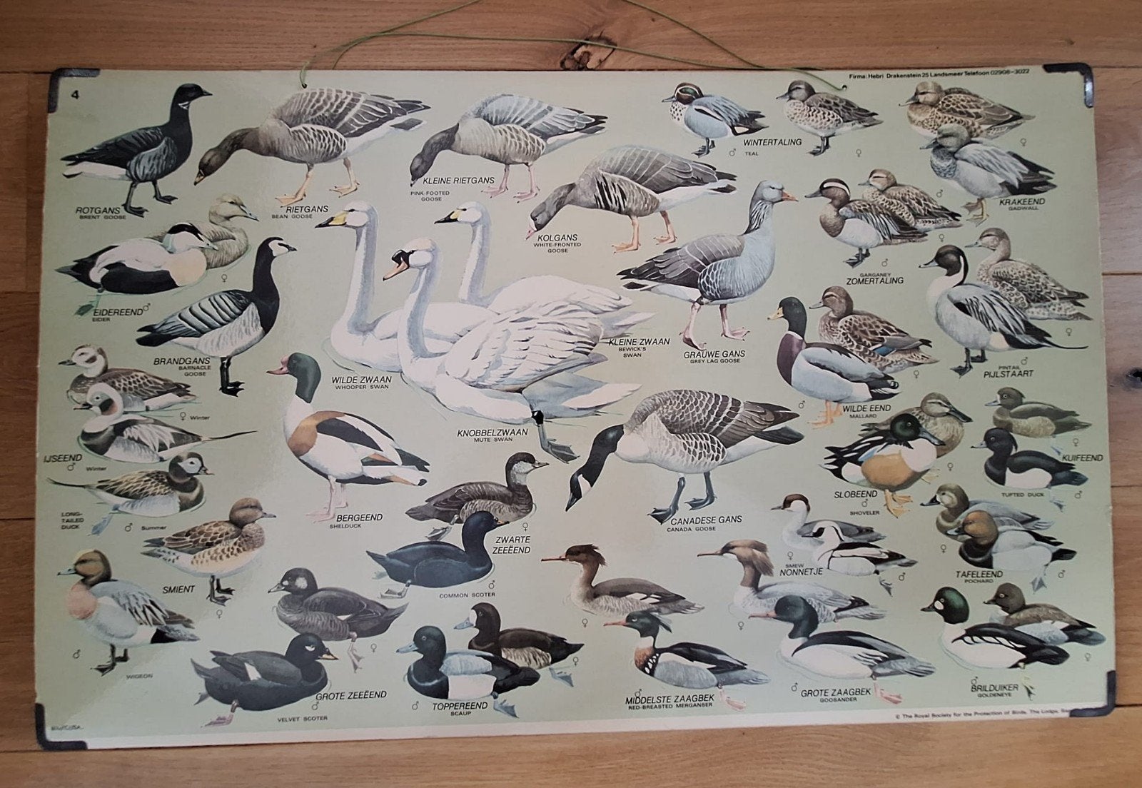 Vogel Hebri schoolplaat nr. 4: Eenden, ganzen en zwanen, Ophalen