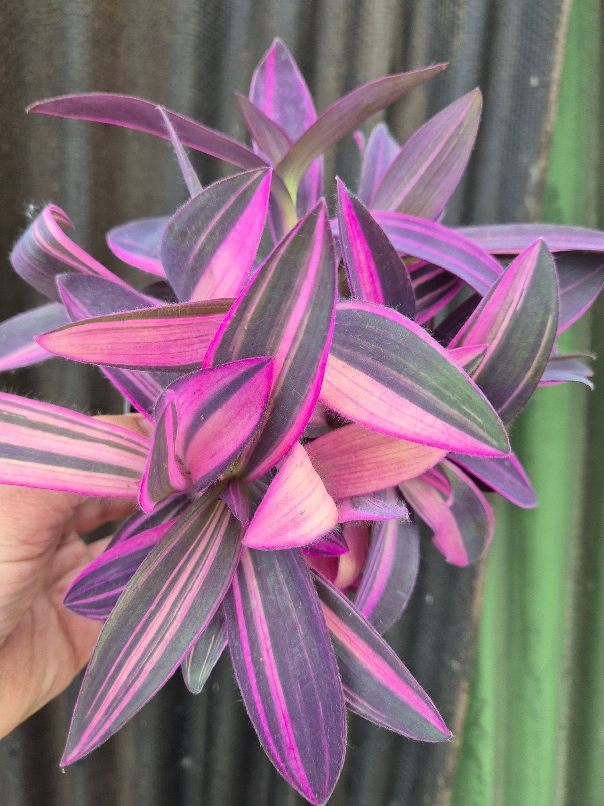 Tradescantia Pink Stripe p12 (3), Ophalen of Verzenden, Halfschaduw, Minder dan 100 cm