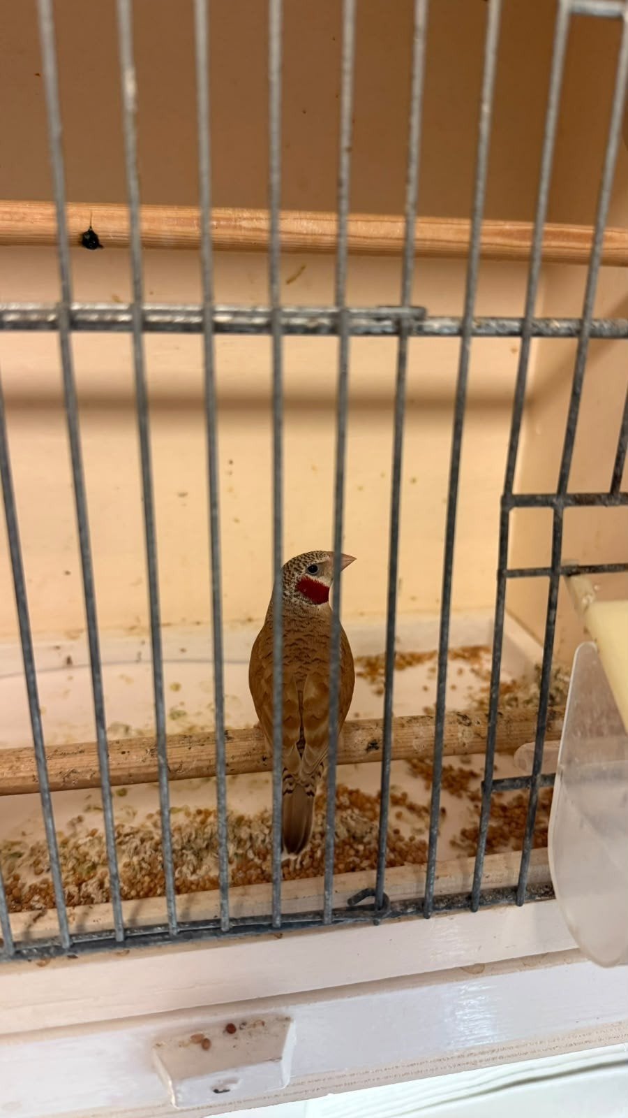 bandvink, Dieren en Toebehoren, Mannelijk