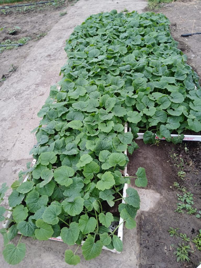 Witte Courgette Planten - Vers en Klaar om te Planten, Tuin en Terras, Kassen, Nieuw, Glas, Ophalen of Verzenden