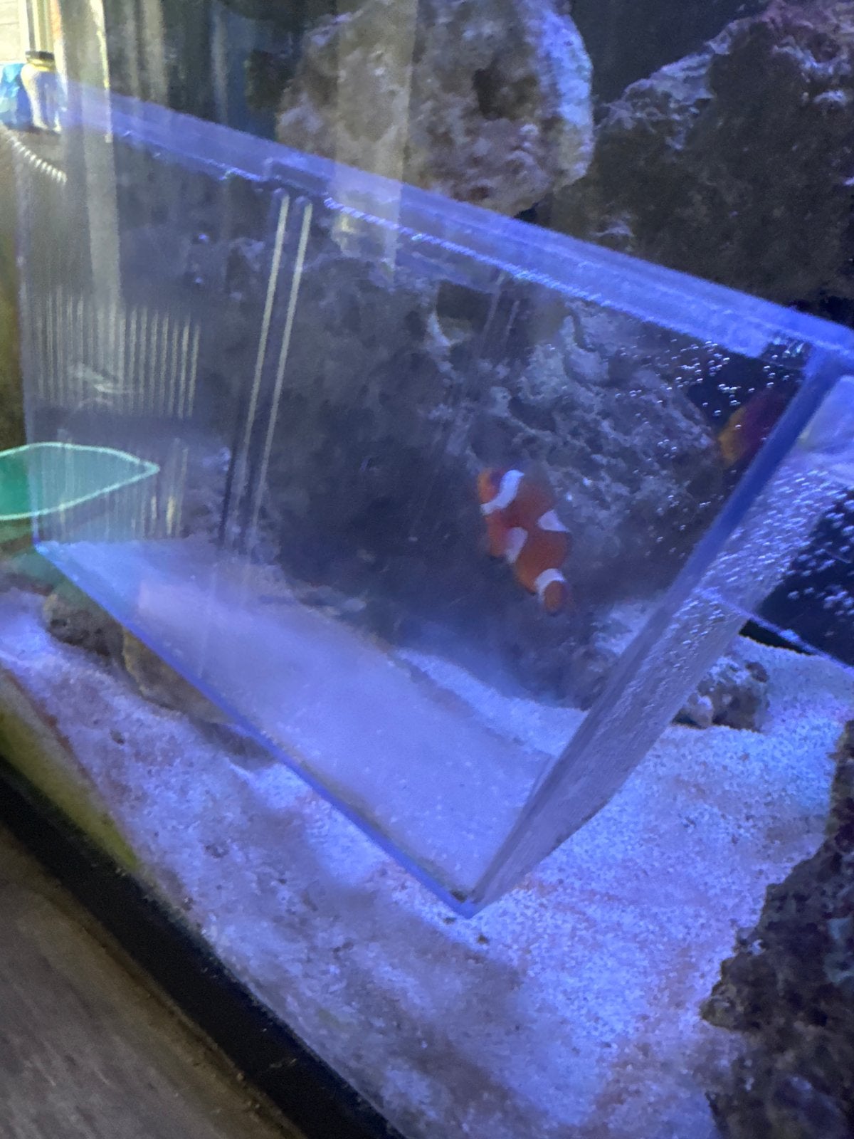 Anamoon vis ruilen of te koop met spoed weg, Dieren en Toebehoren, Vissen | Aquaria en Toebehoren, Ophalen
