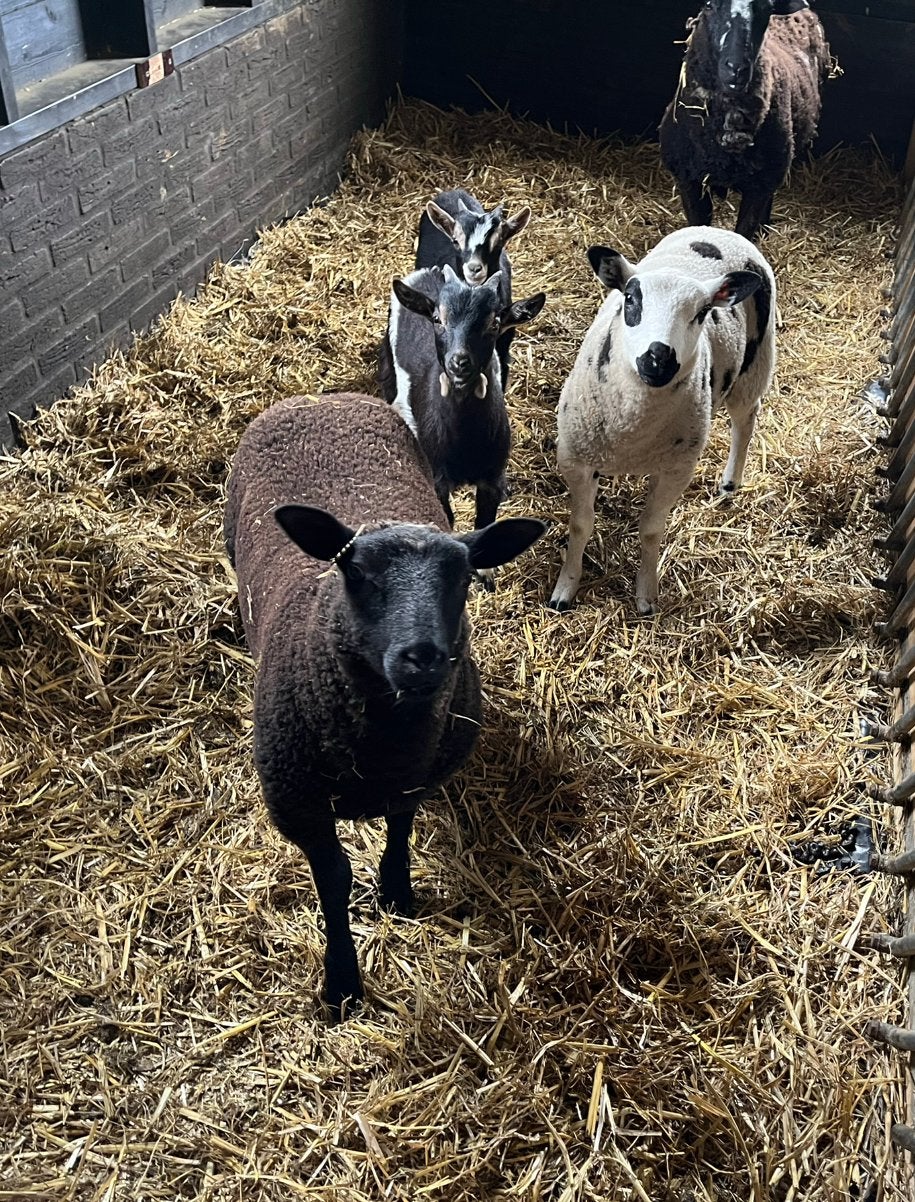 2 mooie luxe ramlammeren, Dieren en Toebehoren, Vrouwelijk, Geit
