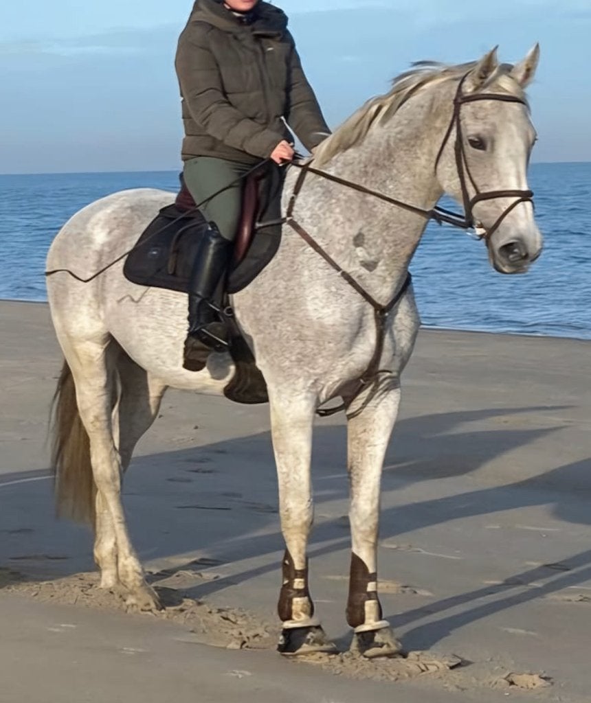 Braaf, voorwaarts recreatiepaard, Dieren en Toebehoren, Paarden, Merrie, Met stamboom, 160 tot 165 cm, 11 jaar of ouder