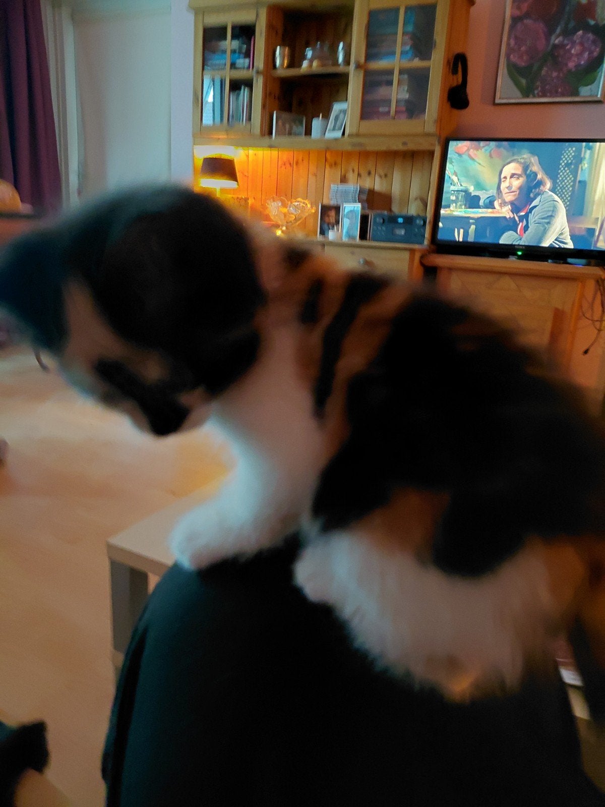 poes /female, Poes, Kortharig, 0 tot 2 jaar