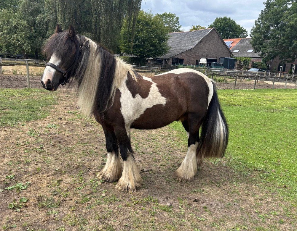 Tinker ruin, E pony (1.48m - 1.57m), Met stamboom, Ruin, Niet van toepassing