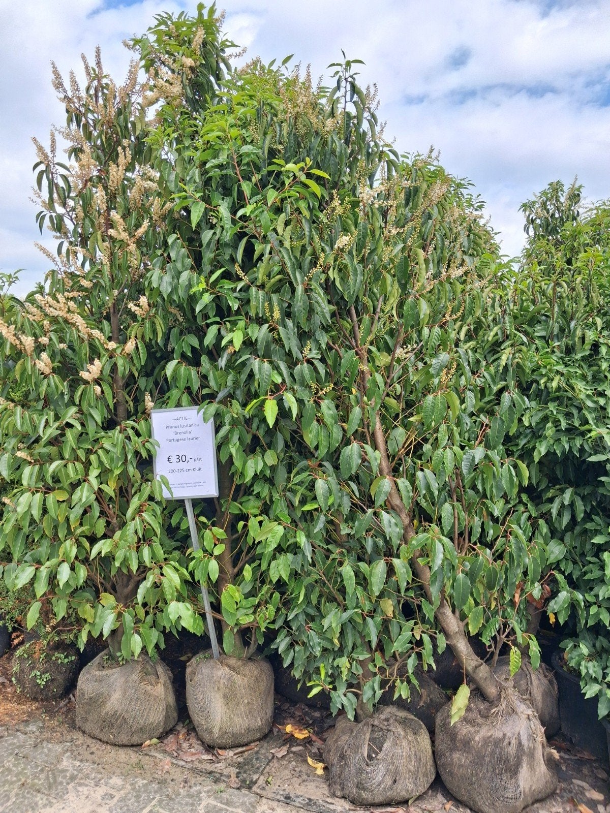 Prunus lusitanica 'Brenolia' Portugese laurier 200-225 cm, Tuin en Terras, Planten | Struiken en Hagen, Ophalen of Verzenden, Laurier