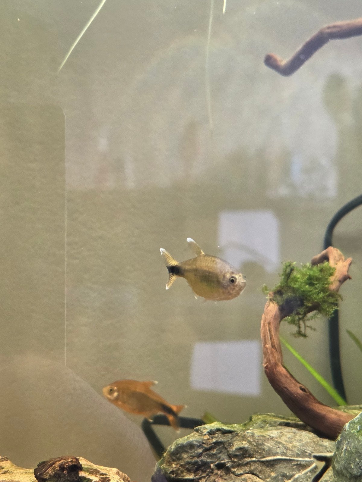 5 Koperzalmen te koop, Dieren en Toebehoren, Vis