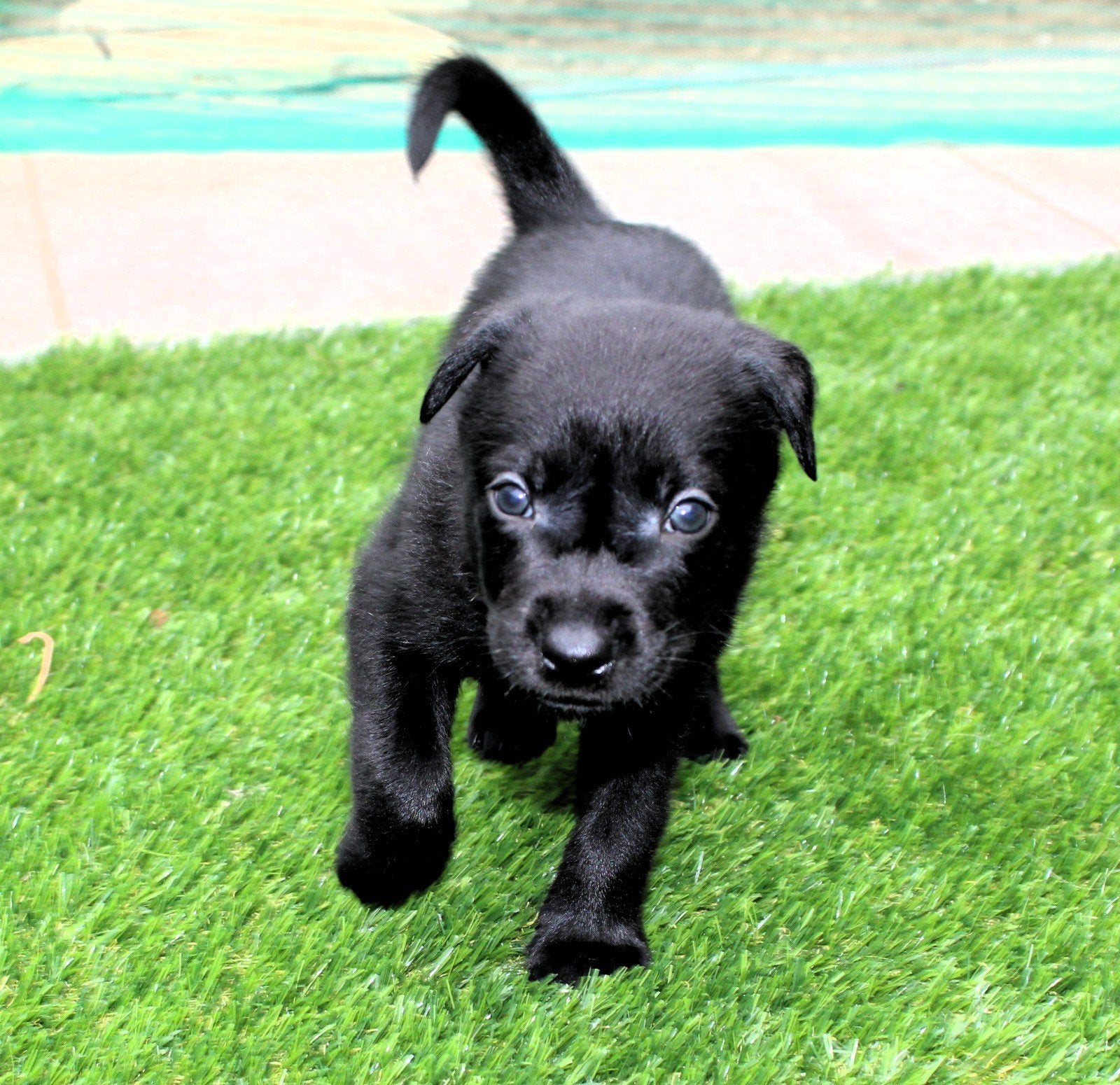 Australian Kelpie reutjes met FCI stamboom, Dieren en Toebehoren, Reu, 8 tot 15 weken, Parvo, Meerdere