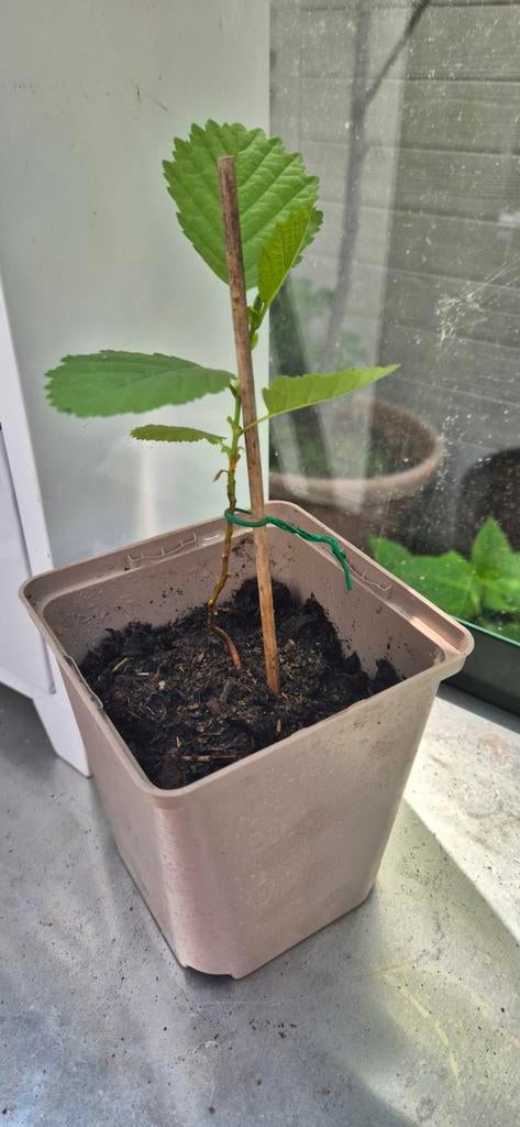 Kleine Els boompje, Halfschaduw, Overige soorten, Lente, Minder dan 100 cm