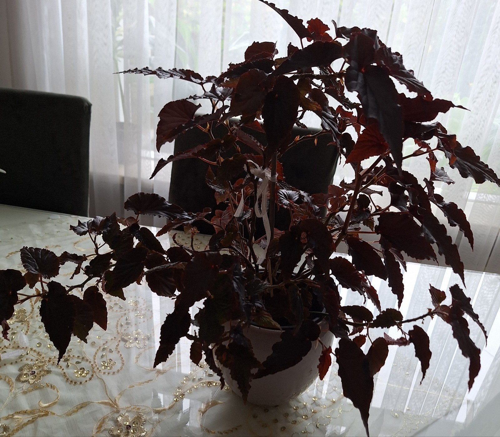 Prachtige Begonia plant met donkerrode bladeren, Vaste plant, Bloeit niet, Halfschaduw, Ophalen
