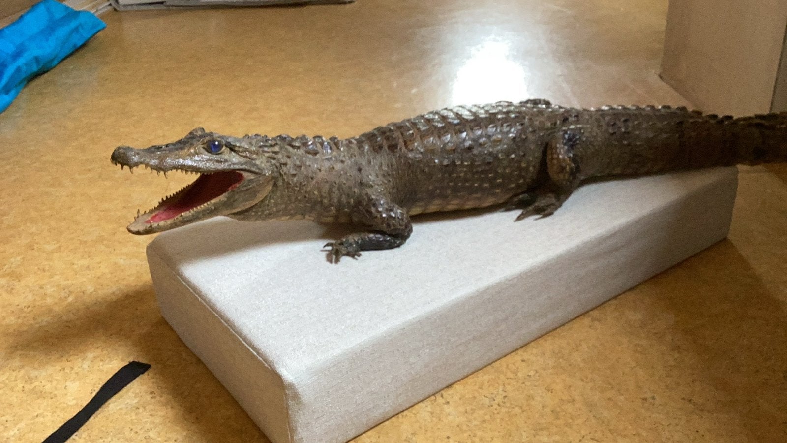 Opgezette Krokodil - Uniek Decoratiestuk, Verzamelen, Dierenverzamelingen, Gebruikt, Opgezet dier, Reptiel of Amfibie, Ophalen