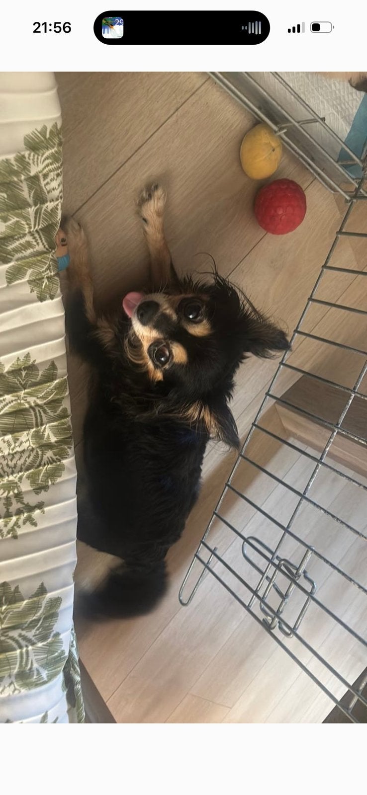 Langharige Chiaucha, 8 tot 15 weken, Teef, Parvo, Meerdere