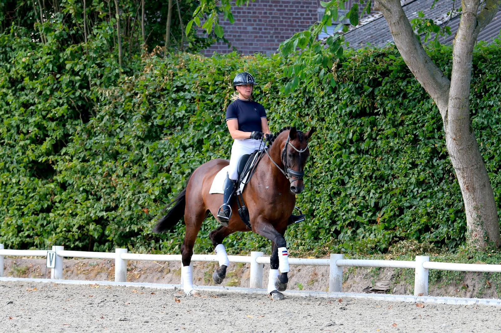 Super lieve 16 jarige recreatie / fokmerrie, Merrie